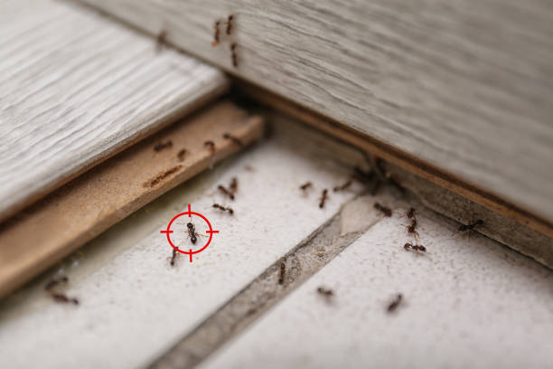 Best Affordable Pest Control Services  in West Liberty, IA