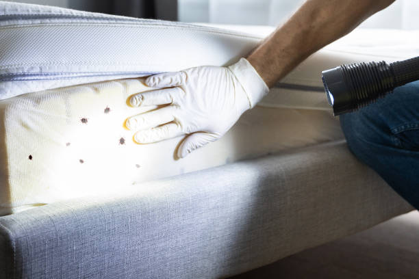 Best Flea Control Services  in West Liberty, IA