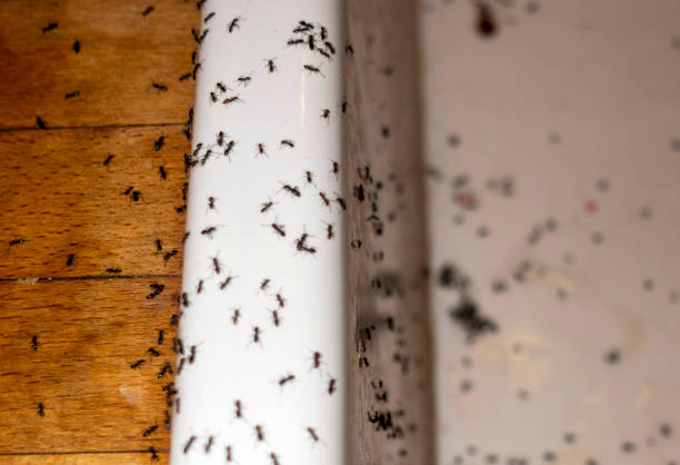 Best Wildlife Control Services  in West Liberty, IA
